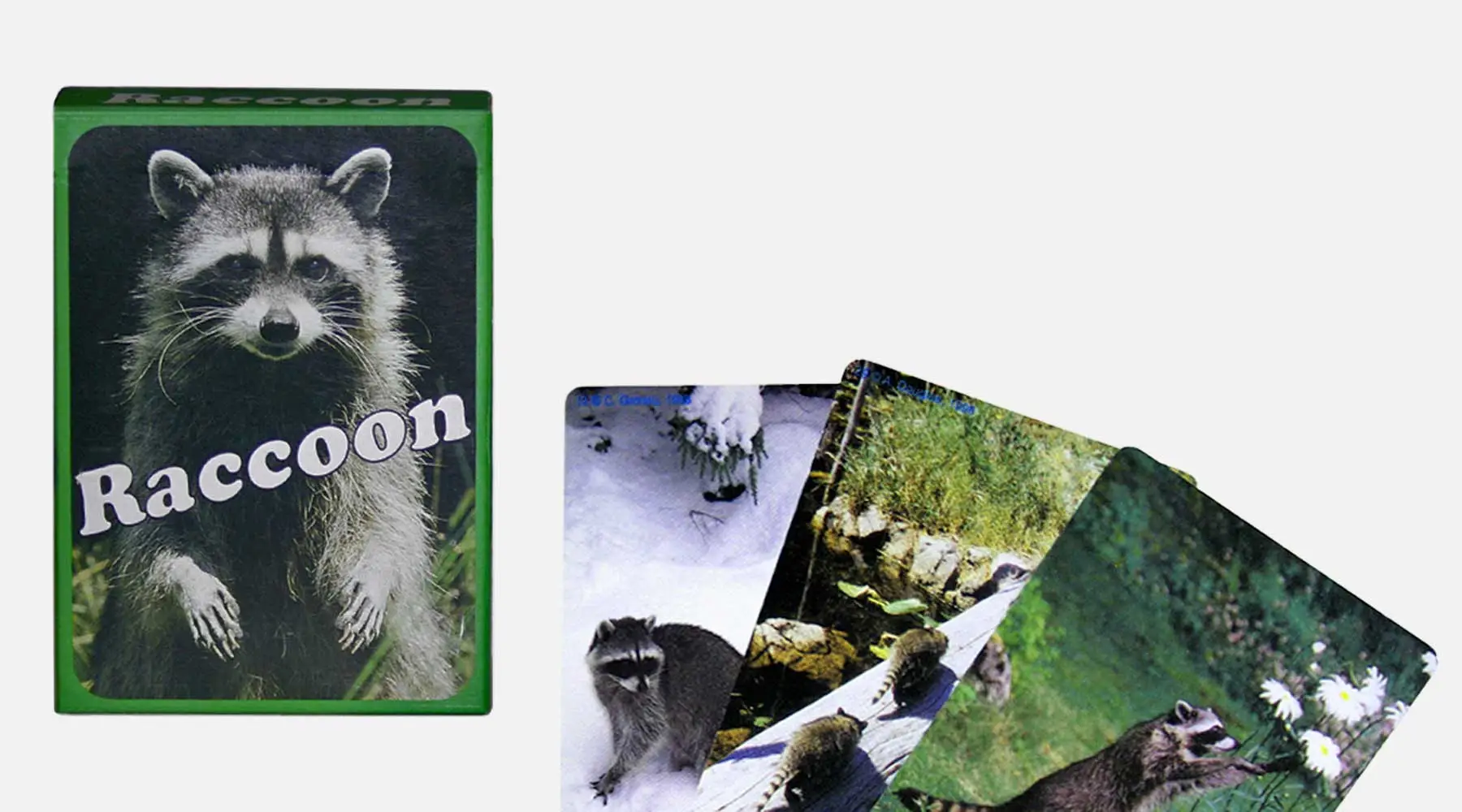 Raccoon